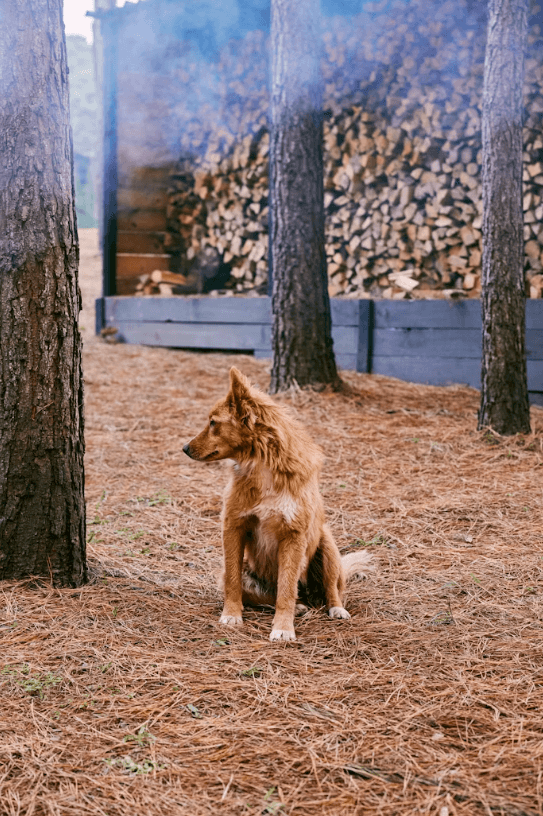 Mountain Dog